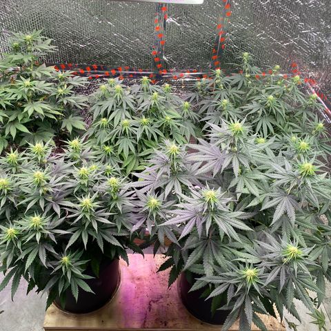 Jack Herer FAST growlog timeline photo