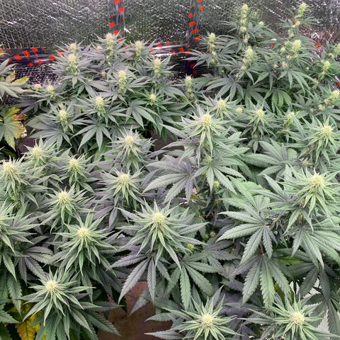 Jack Herer FAST growlog timeline photo