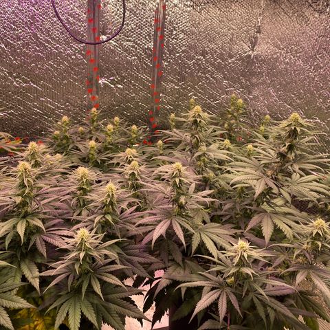 Jack Herer FAST growlog timeline photo