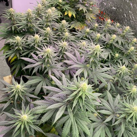 Jack Herer FAST growlog timeline photo