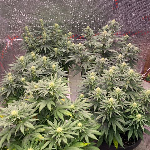 Jack Herer FAST growlog timeline photo