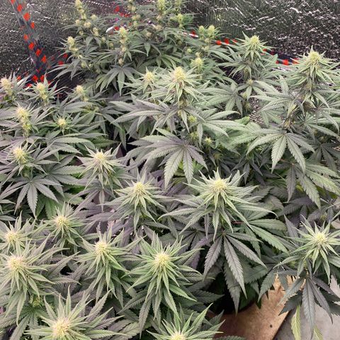Jack Herer FAST growlog timeline photo