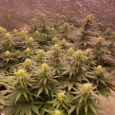 Jack Herer FAST growlog timeline photo