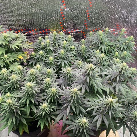 Jack Herer FAST growlog timeline photo
