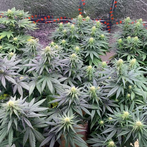 Jack Herer FAST growlog timeline photo