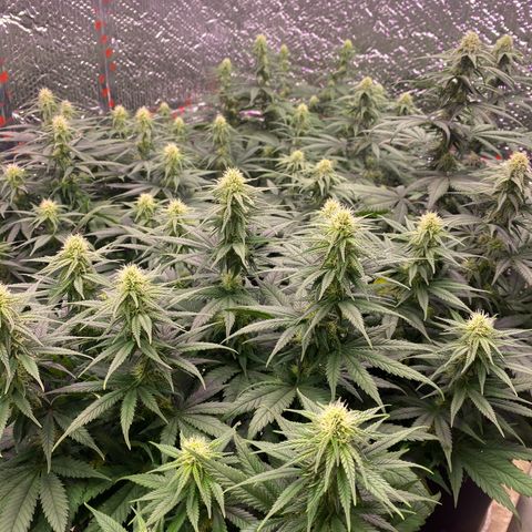 Jack Herer FAST growlog timeline photo