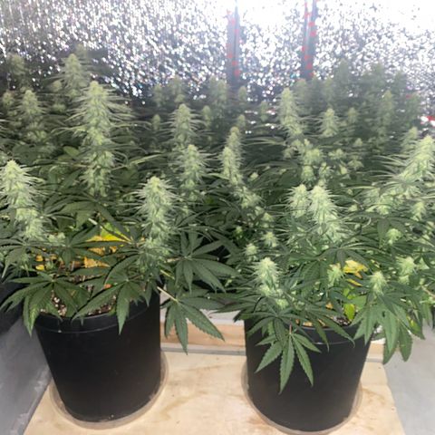 Jack Herer FAST growlog timeline photo