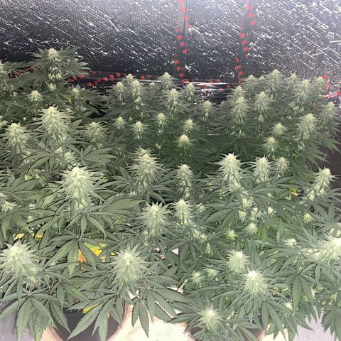 Jack Herer FAST growlog timeline photo
