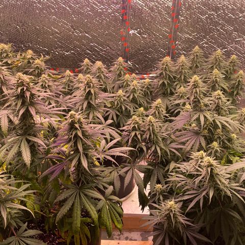 Jack Herer FAST growlog timeline photo