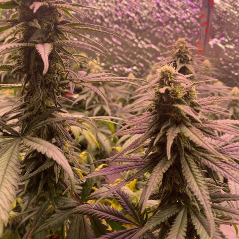 Jack Herer FAST growlog timeline photo