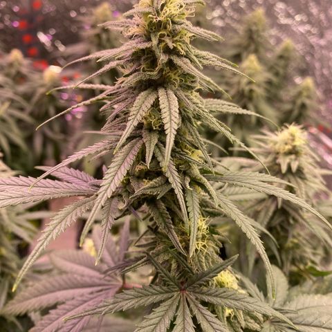 Jack Herer FAST growlog timeline photo