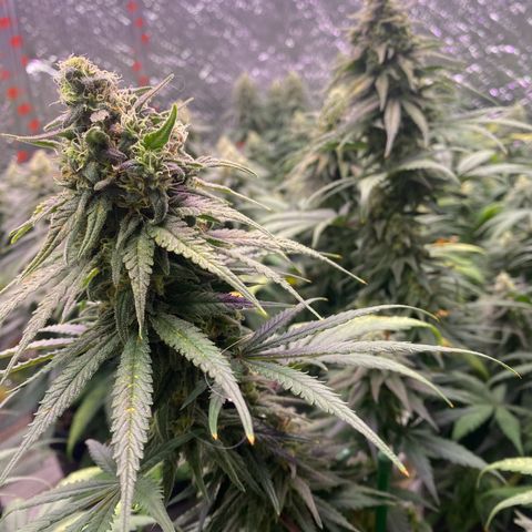 Jack Herer FAST growlog timeline photo