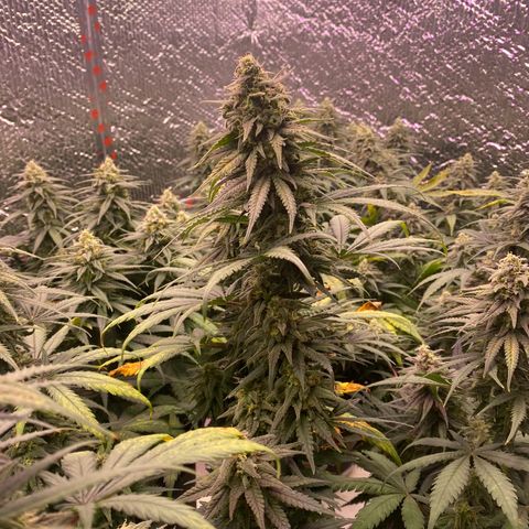 Jack Herer FAST growlog timeline photo