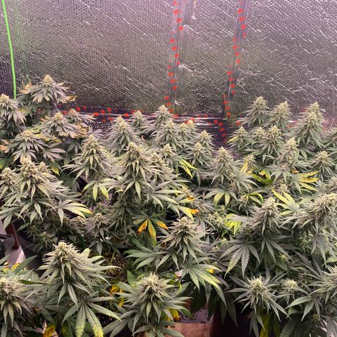 Jack Herer FAST growlog timeline photo