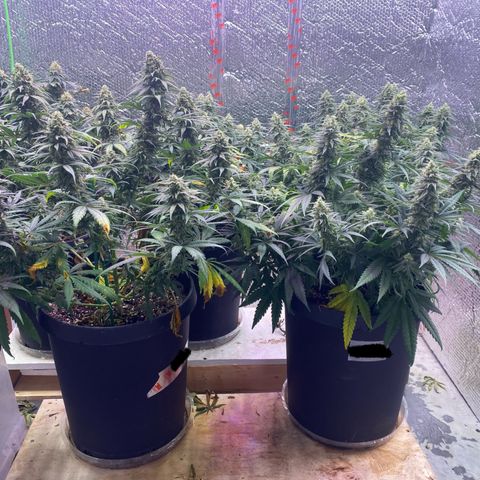Jack Herer FAST growlog timeline photo