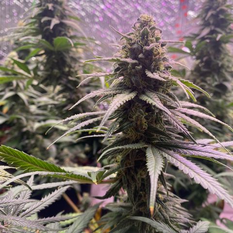 Jack Herer FAST growlog timeline photo