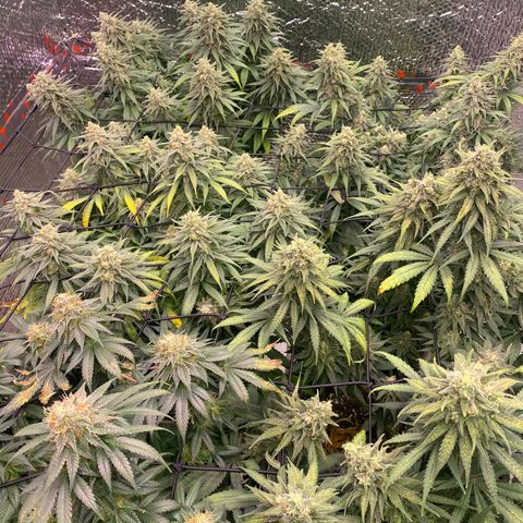 Jack Herer FAST growlog timeline photo