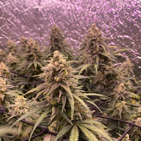 Jack Herer FAST growlog timeline photo