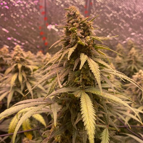Jack Herer FAST growlog timeline photo