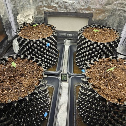 Vl rechts growlog photo: 26°
Luftfeuchtigkeit 80%
Lichtabstand 30cm
Dli~ 13