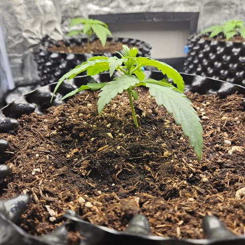 Vl rechts growlog timeline photo