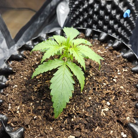 Vl rechts growlog timeline photo