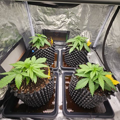 Vl rechts growlog timeline photo