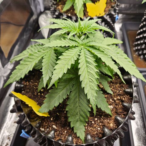 Vl rechts growlog timeline photo