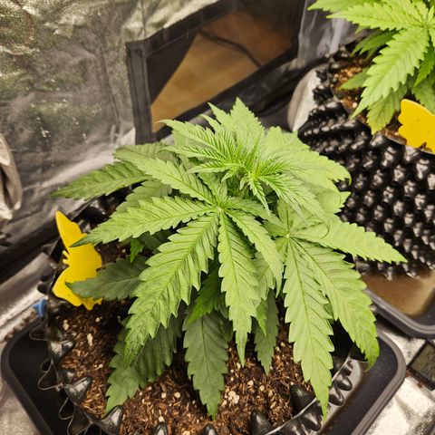 Vl rechts growlog timeline photo