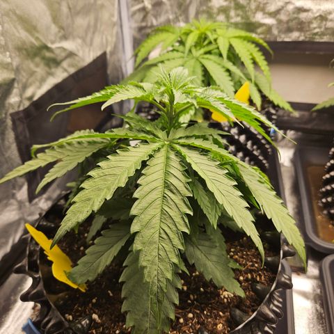 Vl rechts growlog timeline photo