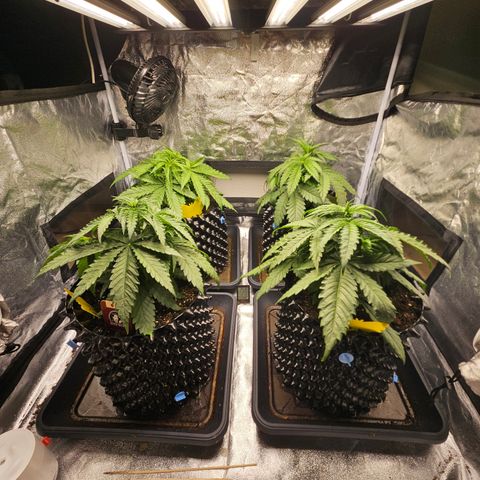 Vl rechts growlog timeline photo