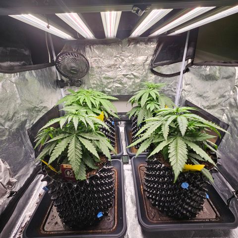 Vl rechts growlog timeline photo