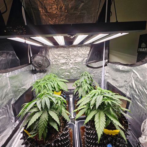 Vl rechts growlog timeline photo