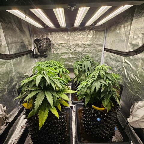Vl rechts growlog timeline photo