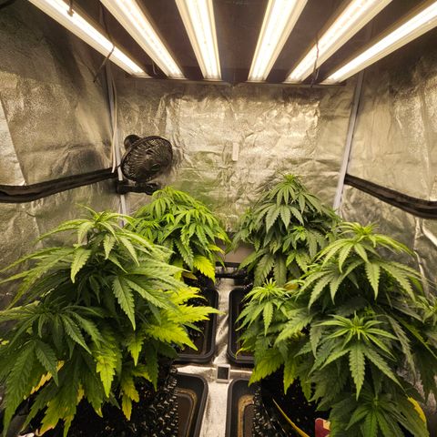 Vl rechts growlog timeline photo