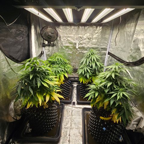 Vl rechts growlog timeline photo