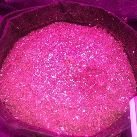 American Dream Auto growlog timeline photo