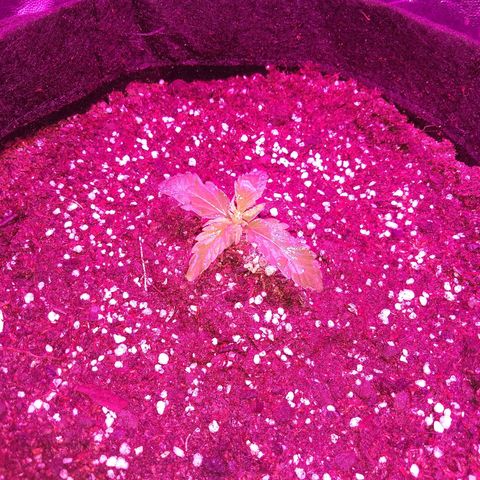 American Dream Auto growlog timeline photo