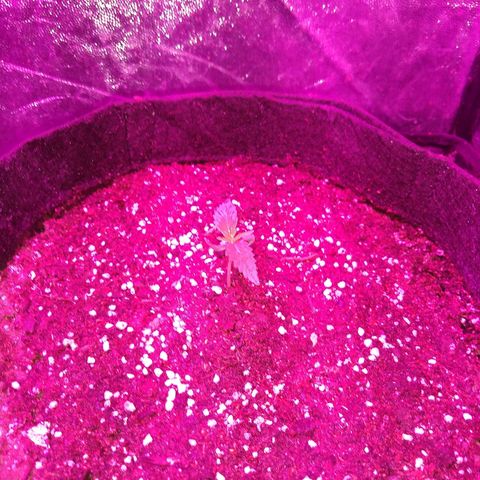 La Habana Auto  growlog timeline photo