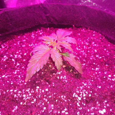 American Dream Auto growlog timeline photo
