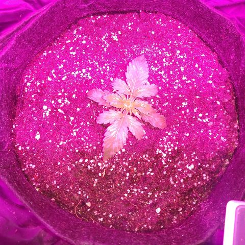 American Dream Auto growlog photo: Riego fertilizante radicular 