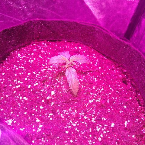 La Habana Auto  growlog timeline photo