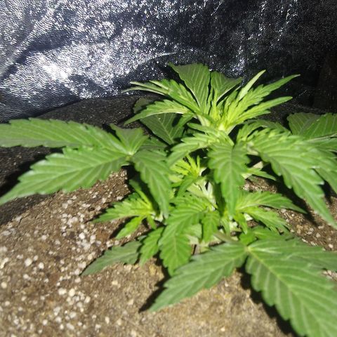 American Dream Auto growlog timeline photo