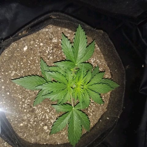 American Dream Auto growlog timeline photo