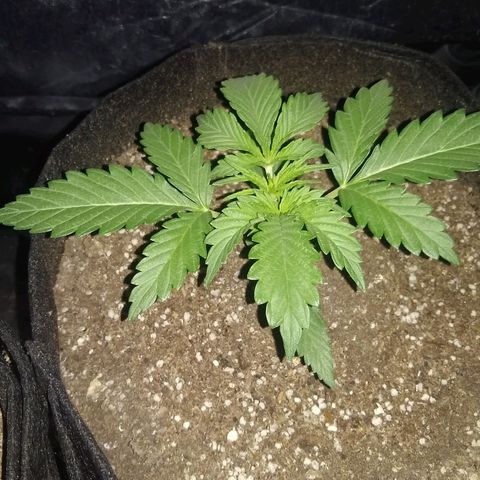 La Habana Auto  growlog timeline photo