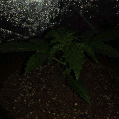 La Habana Auto  growlog timeline photo