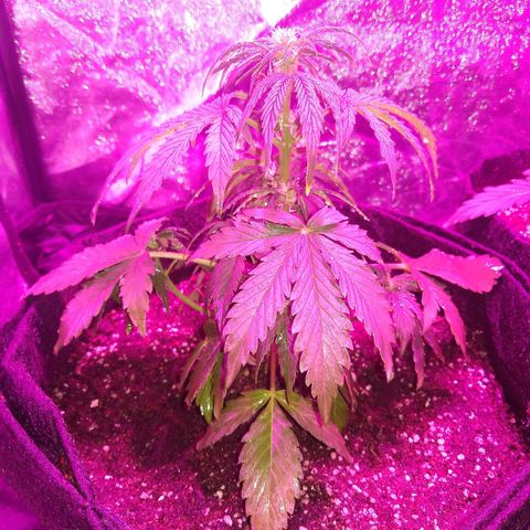 American Dream Auto growlog photo: Flotando extremadamente chica. Espero que pegue un estirón y duplique o triplique el tamaño