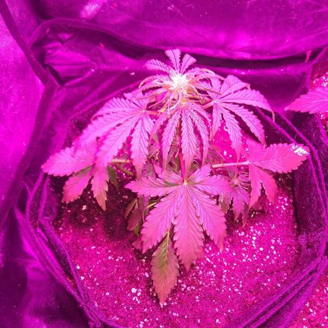 American Dream Auto growlog photo: Flotando extremadamente chica. Espero que pegue un estirón y duplique o triplique el tamaño