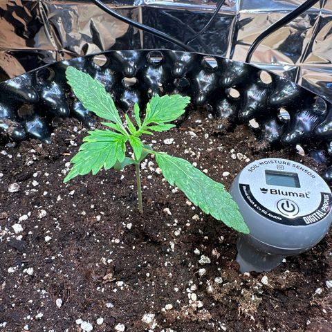 #2 growlog timeline photo