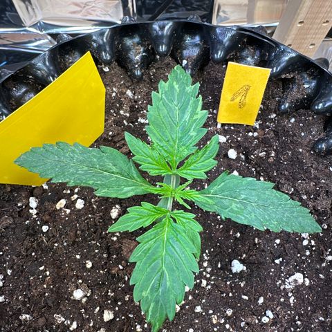 #1 growlog timeline photo